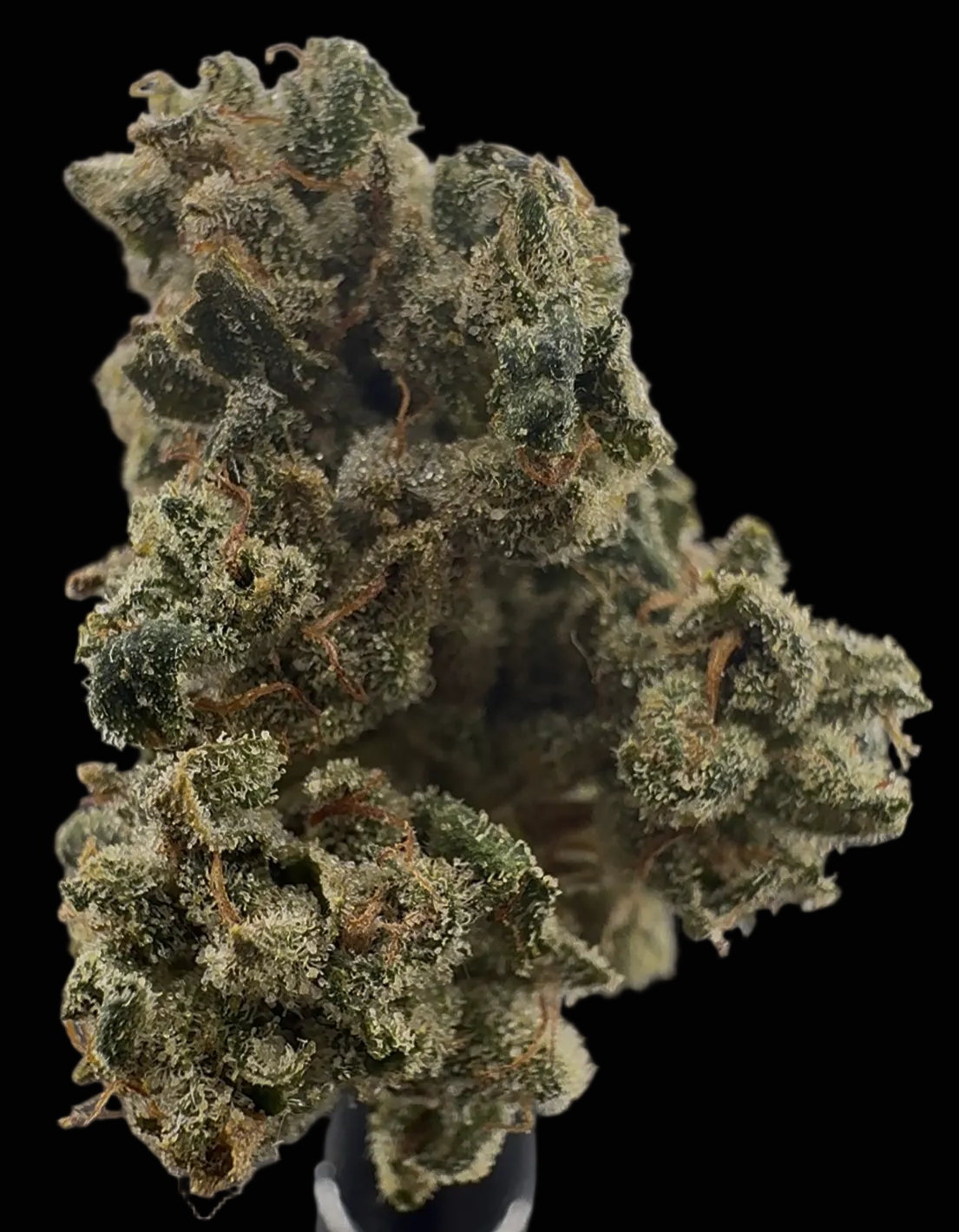THCa Flower Bloomington Headband